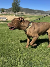 Porkchop - Photo 3