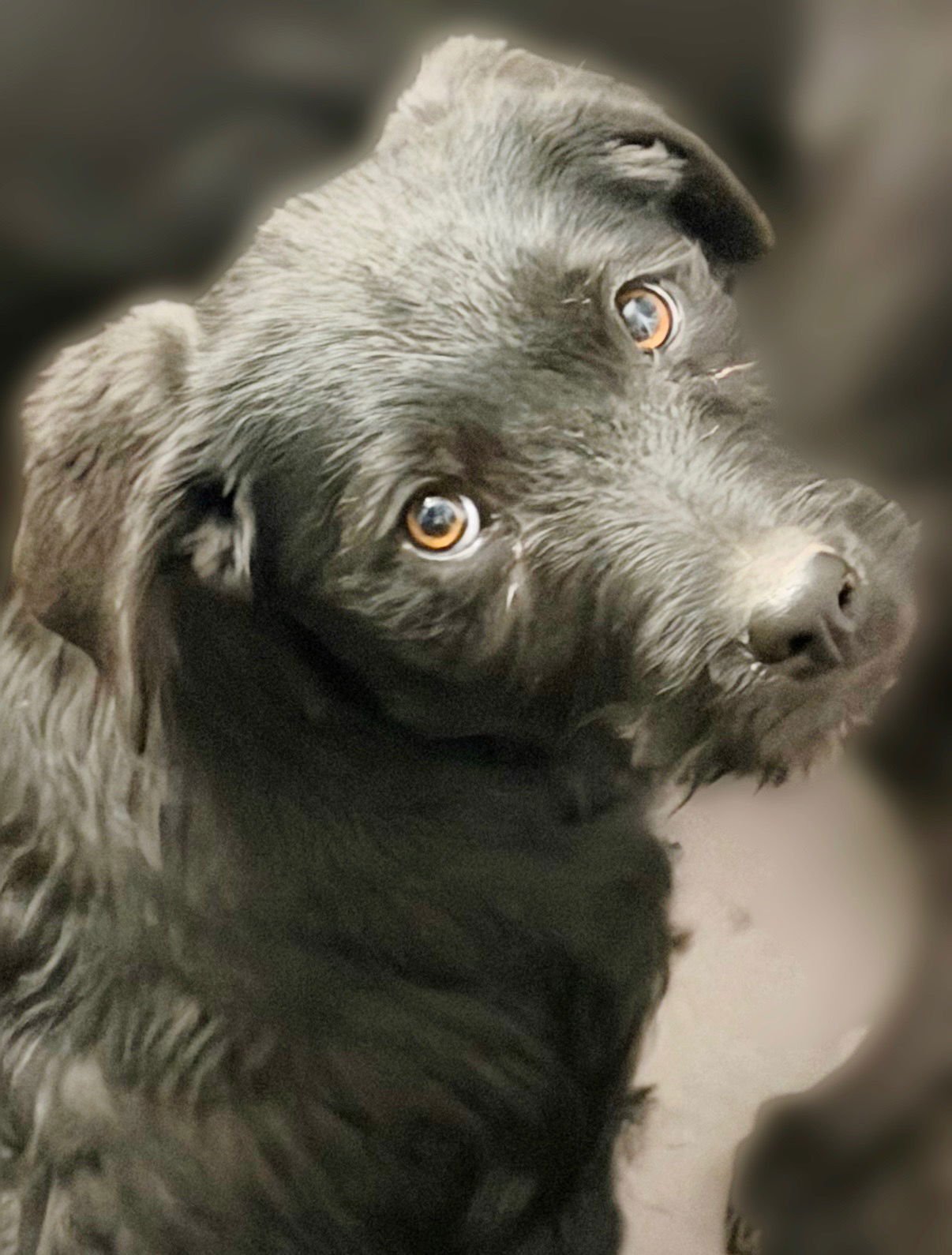 EMBER - Border Collie / Terrier available for adoption