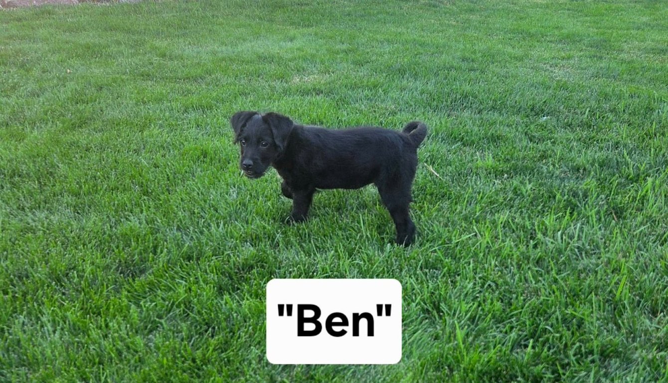 Ben Image