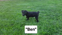 Ben - Photo 1