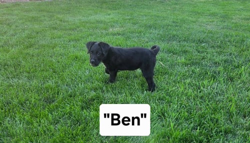 BEN - Australian Cattle Dog/Blue Heeler / Poodle (Miniature) available for adoption