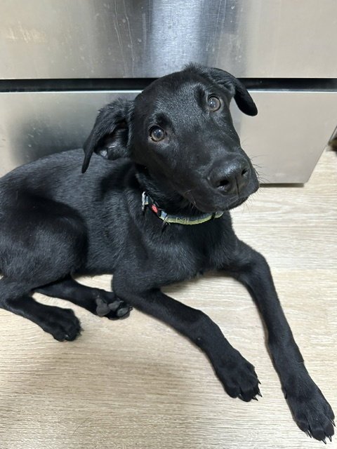 LEO GSD Image
