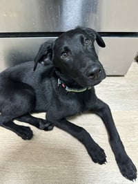 LEO GSD - Photo 1