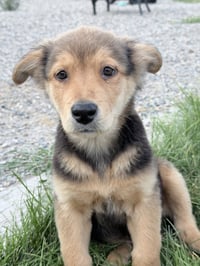 Jasper - Photo 1