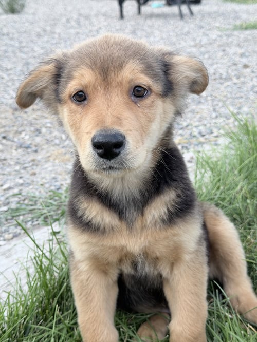 JASPER - German Shepherd Dog available for adoption