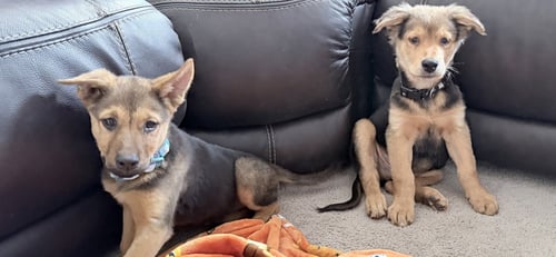 JASPER - German Shepherd Dog available for adoption