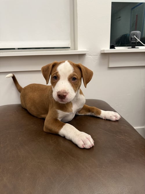 COPPER