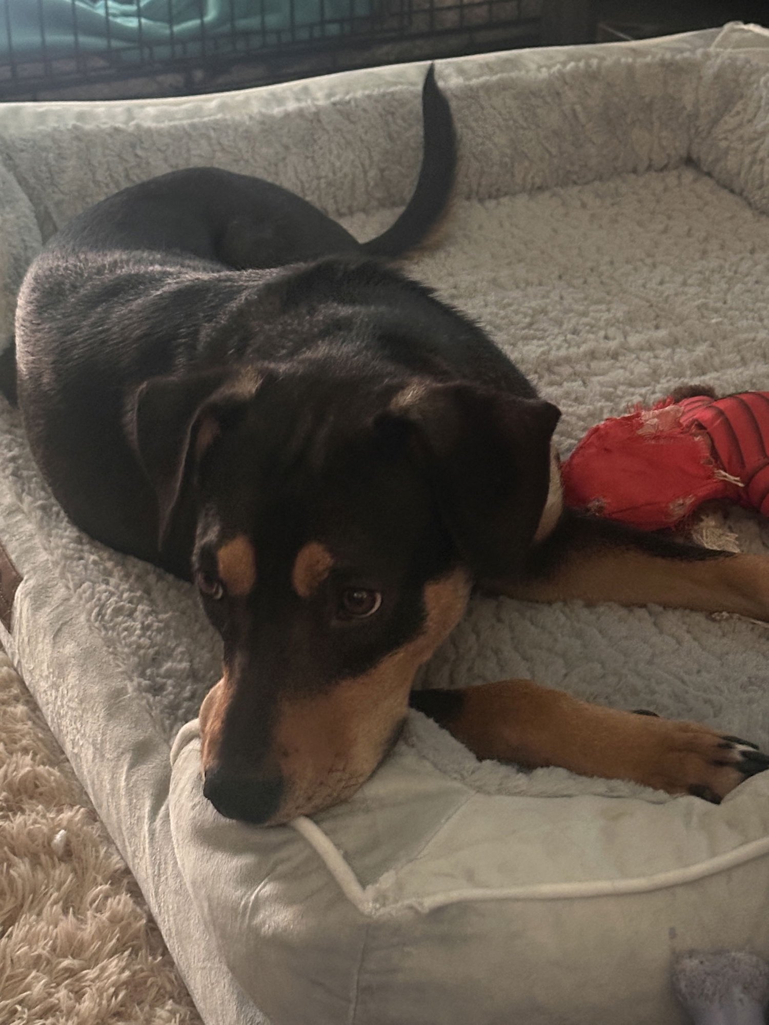 MAMA DOROTHY - Rottweiler / American Pit Bull Terrier available for adoption