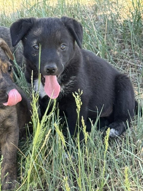 Tommy TOTO Image