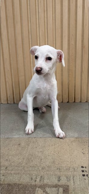 Gus Image