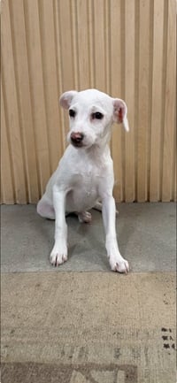 Gus - Photo 1