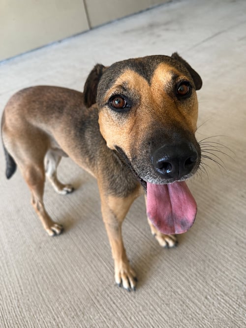 MAUI - Shar Pei / German Shepherd Dog for adoption in Orem