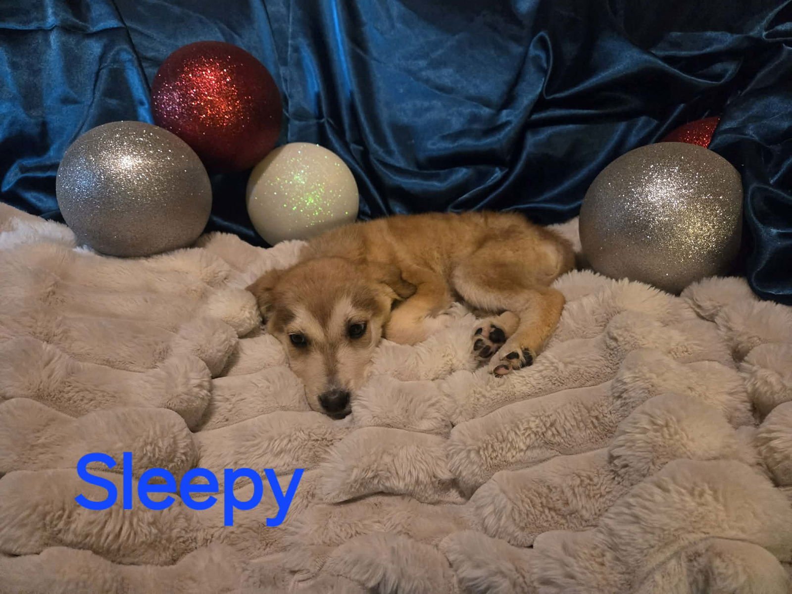SLEEPY - Great Pyrenees available for adoption