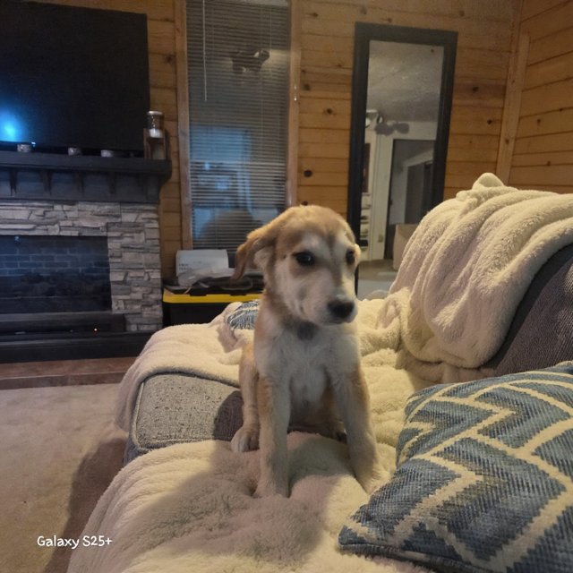 SLEEPY - Great Pyrenees available for adoption