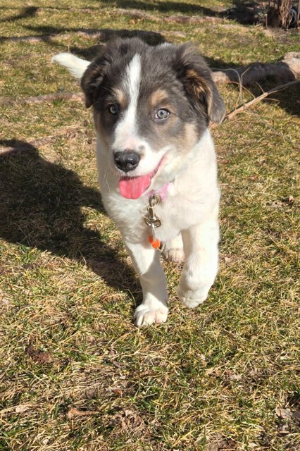 SKYE - Great Pyrenees / Border Collie available for adoption