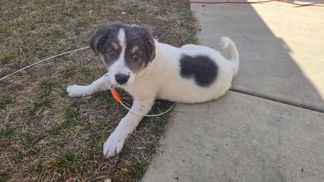 SKYE - Great Pyrenees / Border Collie available for adoption