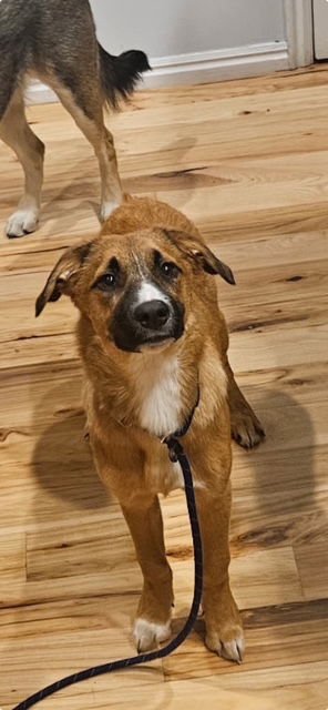 SYDNEY - Australian Shepherd / Australian Cattle Dog/Blue Heeler available for adoption