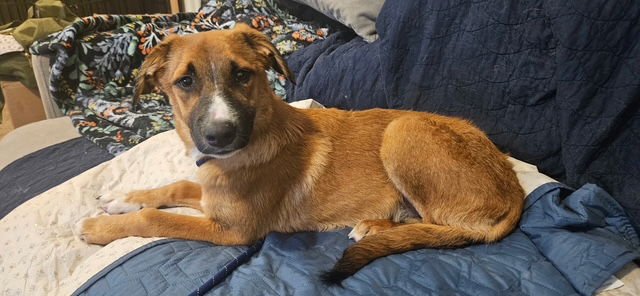 SYDNEY - Australian Shepherd / Australian Cattle Dog/Blue Heeler available for adoption