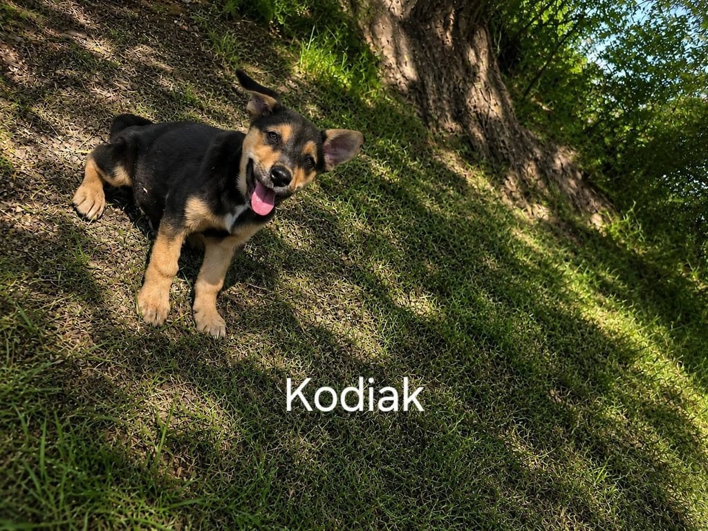Kodiak Image