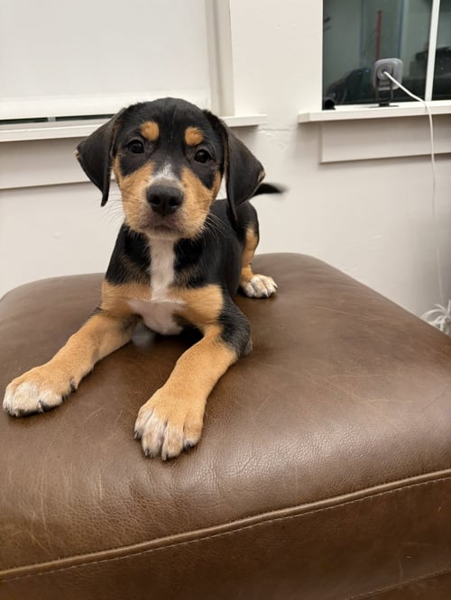 CHIEF - Boxer / Labrador Retriever available for adoption