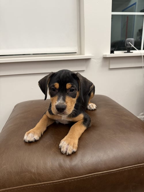 CHIEF - Boxer / Labrador Retriever available for adoption