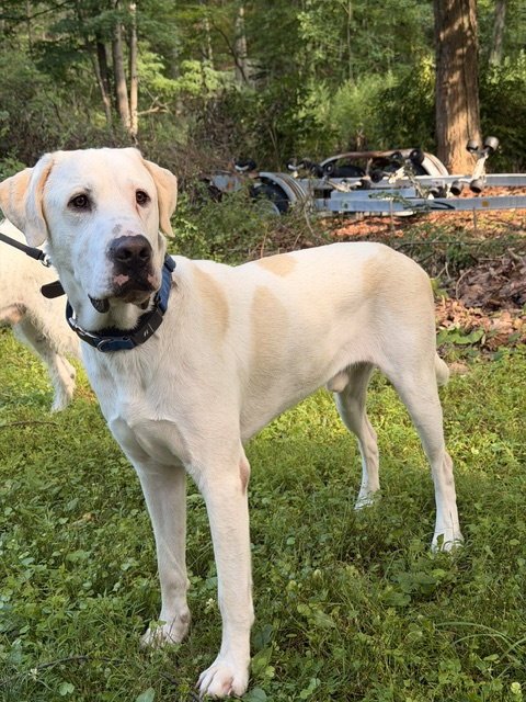 BISCUIT - Labrador Retriever / Great Pyrenees available for adoption