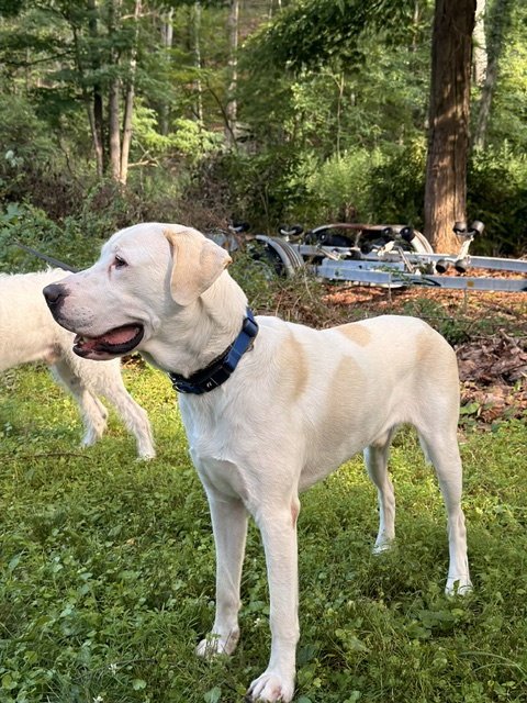 BISCUIT - Labrador Retriever / Great Pyrenees available for adoption