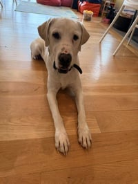 Biscuit - Photo 4