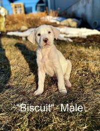 Biscuit - Photo 5