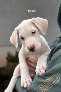 Biscuit - Photo 6