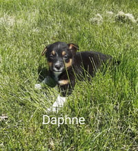 Daphne - Photo 1