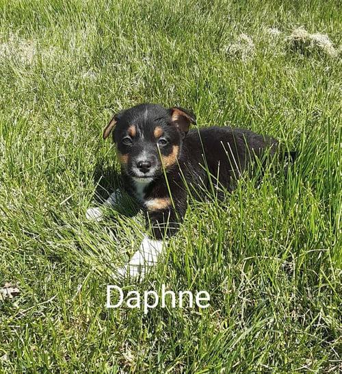 DAPHNE - Corgi / Chihuahua available for adoption