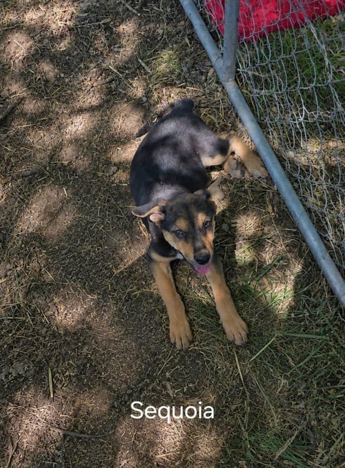 SEQUOIA - German Shepherd Dog for adoption in Orem