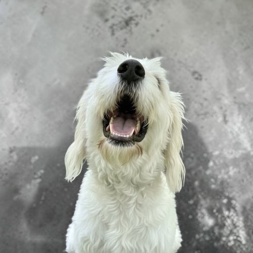 TOBIE - Old English Sheepdog / Great Pyrenees available for adoption