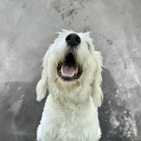 Tobie - Photo 2