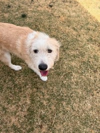 Tobie - Photo 5