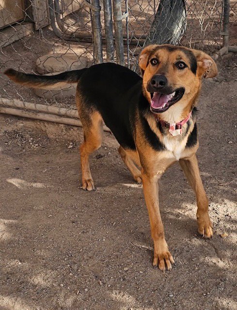 Charlee Image