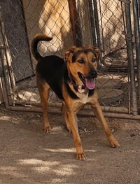 Charlee - Photo 5