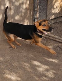 Charlee - Photo 6