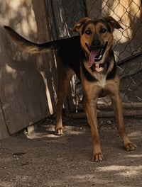 Charlee - Photo 3