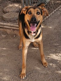 Charlee - Photo 4