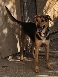Charlee - Photo 2