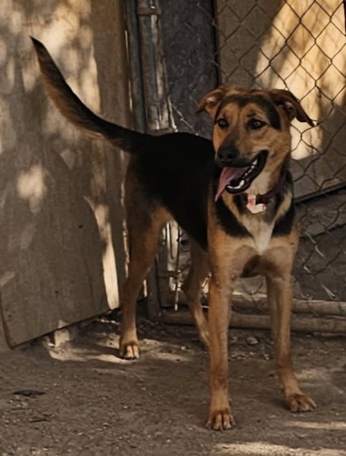 CHARLEE - German Shepherd Dog available for adoption