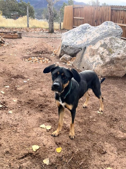 ZENA - Shepherd / Labrador Retriever available for adoption