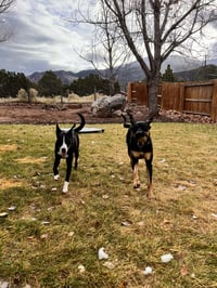 Zena - Photo 5