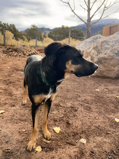ZENA - Shepherd / Labrador Retriever for adoption in Orem