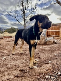 Zena - Photo 4
