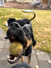 Zena - Photo 3