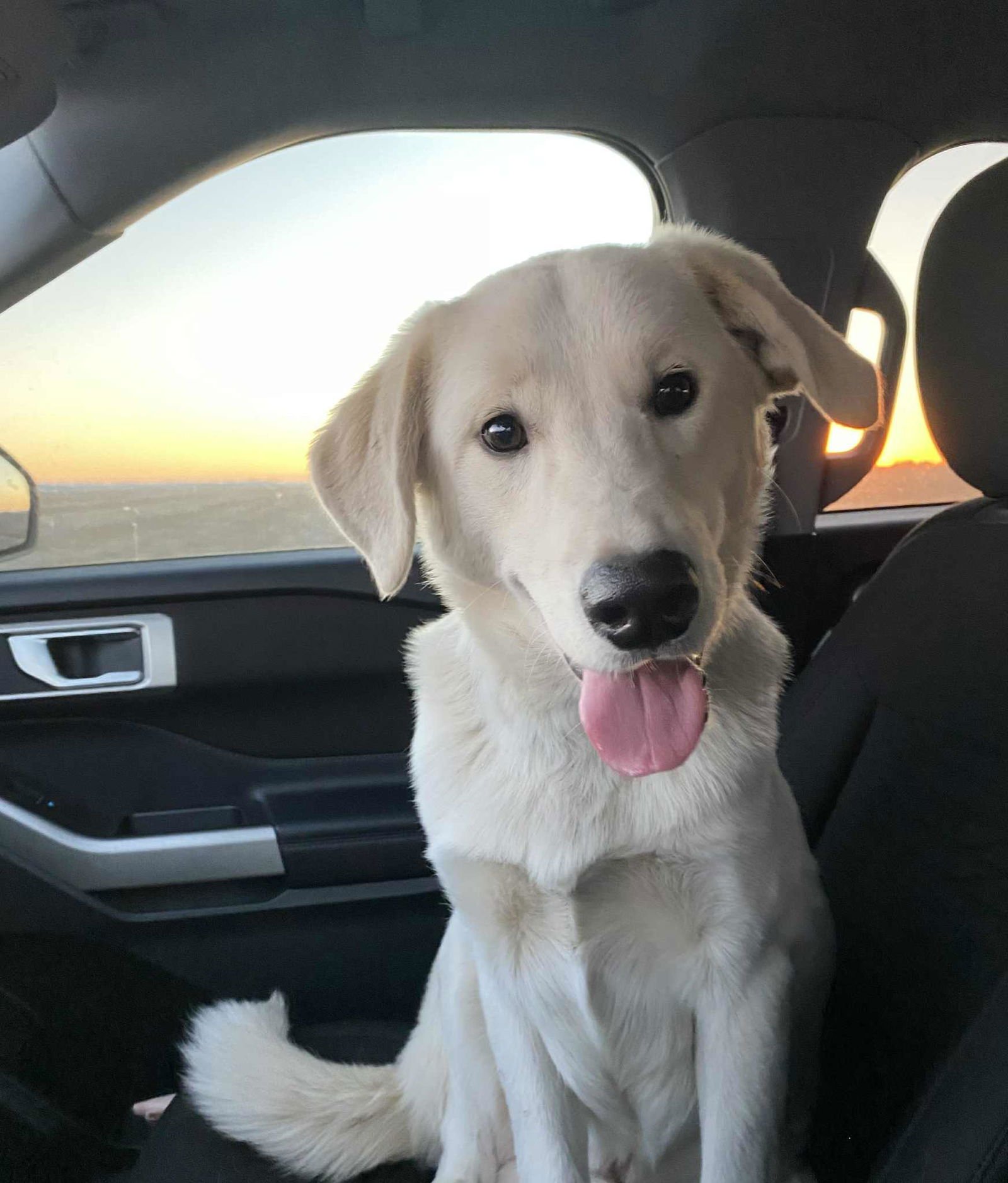 FISH CO - Akbash available for adoption