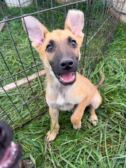 JR - German Shepherd Dog / Pit Bull Terrier available for adoption